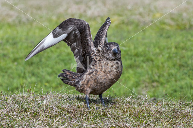 Grote Jager (Stercorarius skua)