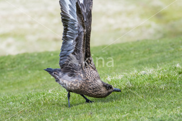 Grote Jager (Stercorarius skua)