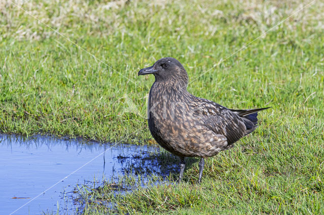 Great Skua (Stercorarius skua)