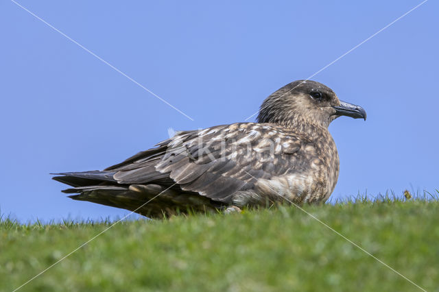 Great Skua (Stercorarius skua)