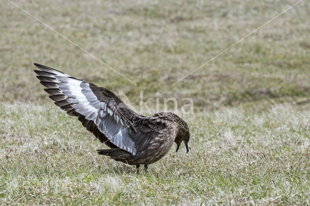 Great Skua (Stercorarius skua)