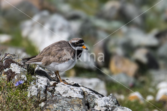 Bontbekplevier (Charadrius hiaticula)