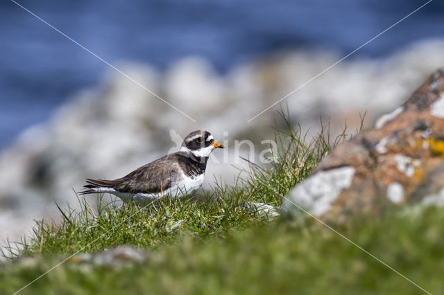 Bontbekplevier (Charadrius hiaticula)