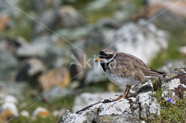 Ringed Plover (Charadrius hiaticula)