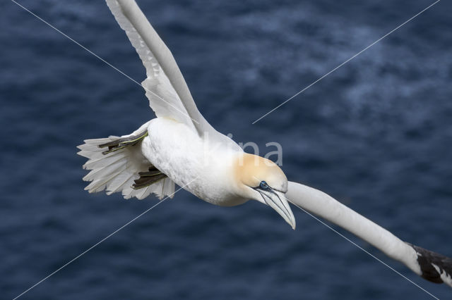 Northern Gannet (Morus bassanus)