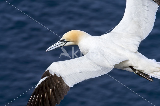 Northern Gannet (Morus bassanus)