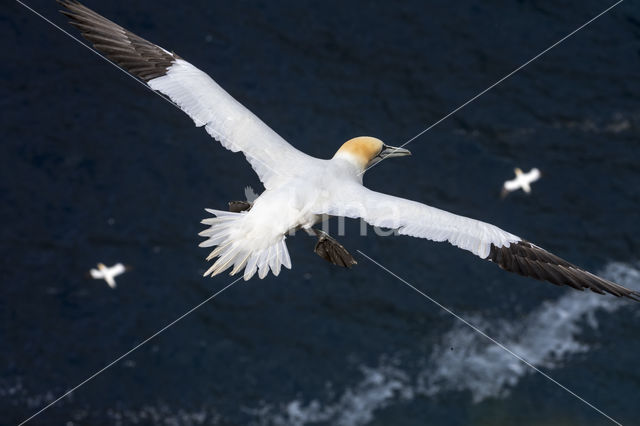 Northern Gannet (Morus bassanus)