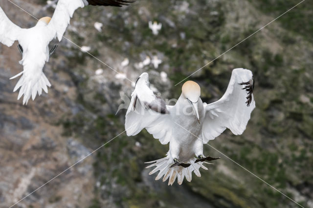 Northern Gannet (Morus bassanus)