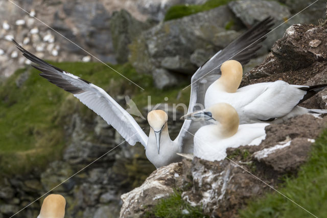 Northern Gannet (Morus bassanus)