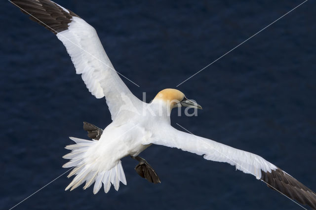 Northern Gannet (Morus bassanus)