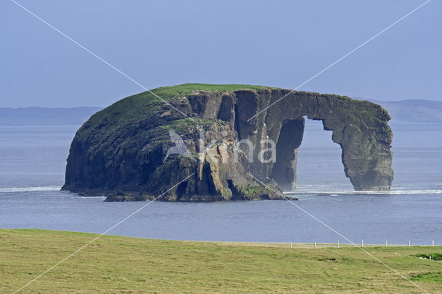 Dore Holm