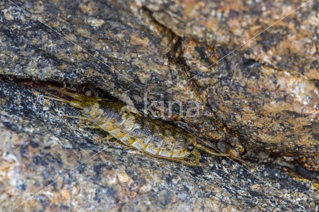 Sea slater (Ligia oceanica)