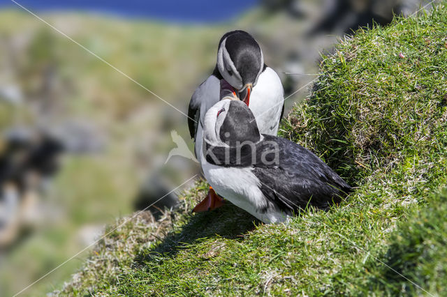 Papegaaiduiker (Fratercula arctica)