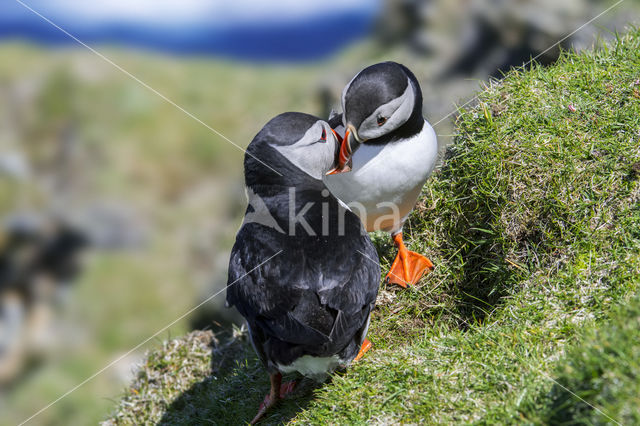 Atlantic Puffin (Fratercula arctica)