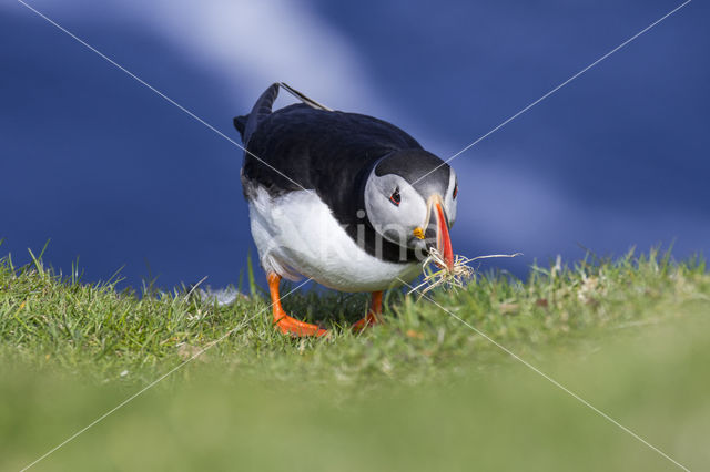 Papegaaiduiker (Fratercula arctica)