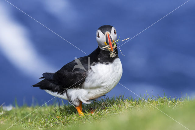 Atlantic Puffin (Fratercula arctica)