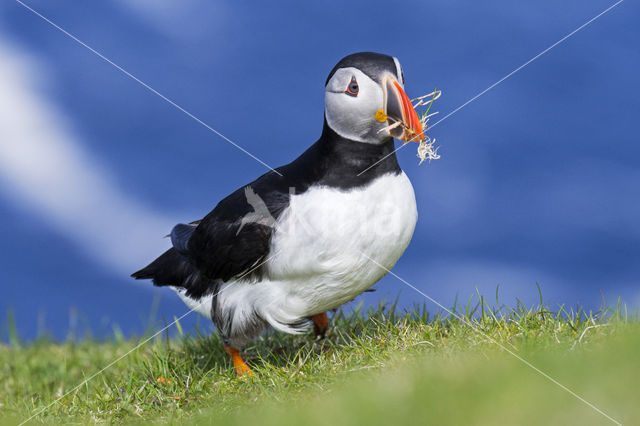 Atlantic Puffin (Fratercula arctica)