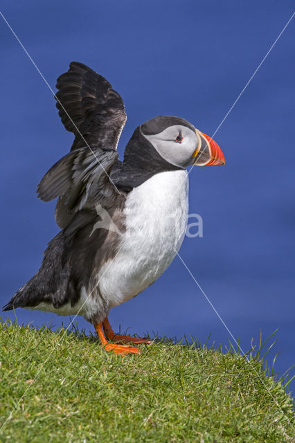 Atlantic Puffin (Fratercula arctica)