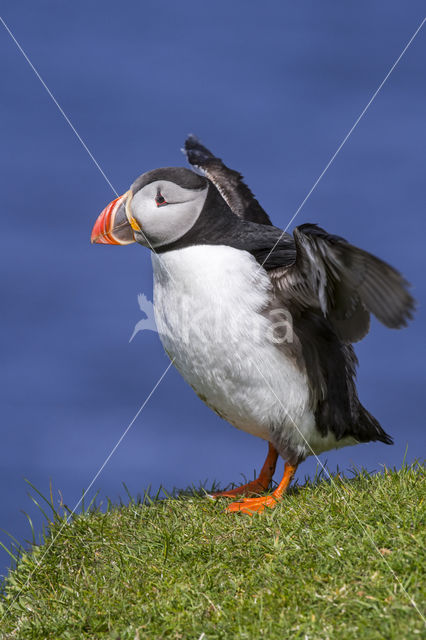 Atlantic Puffin (Fratercula arctica)