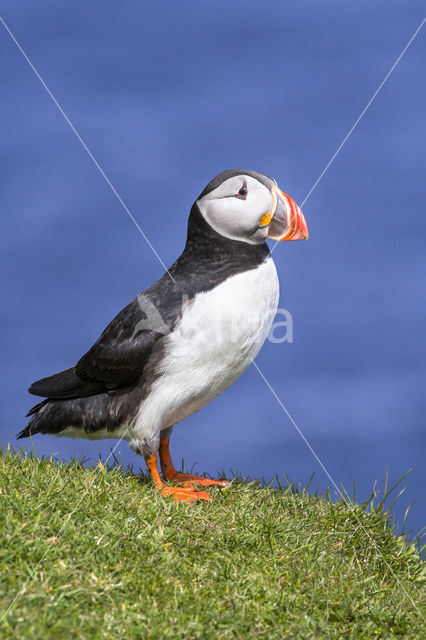 Atlantic Puffin (Fratercula arctica)