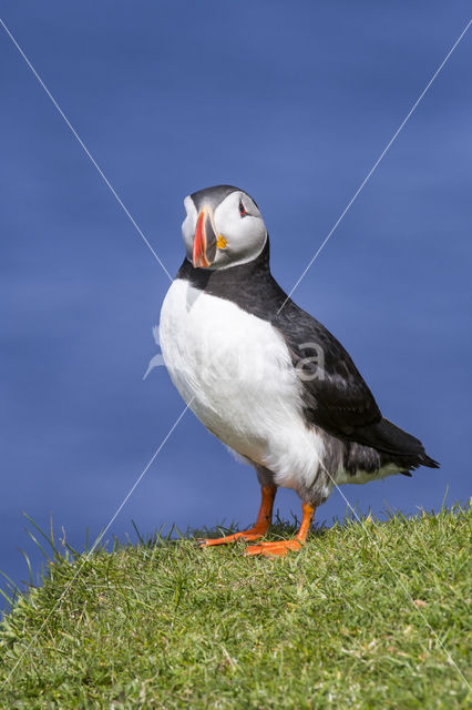 Atlantic Puffin (Fratercula arctica)