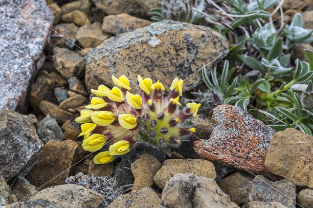 Kidney Vetch (Anthyllis vulneraria)