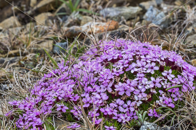 moss campion (Silene acualis)