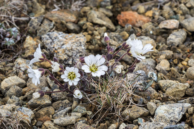 Cerastium nigrescens