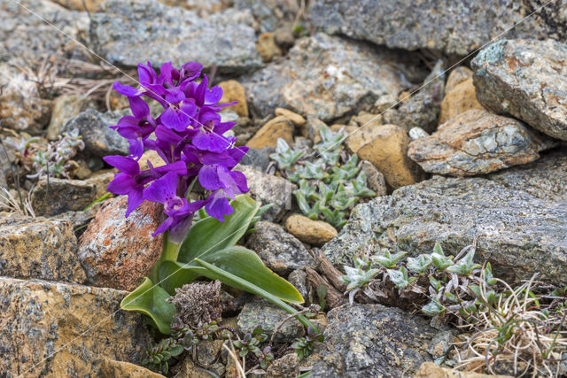 Early-purple Orchid (Orchis mascula)