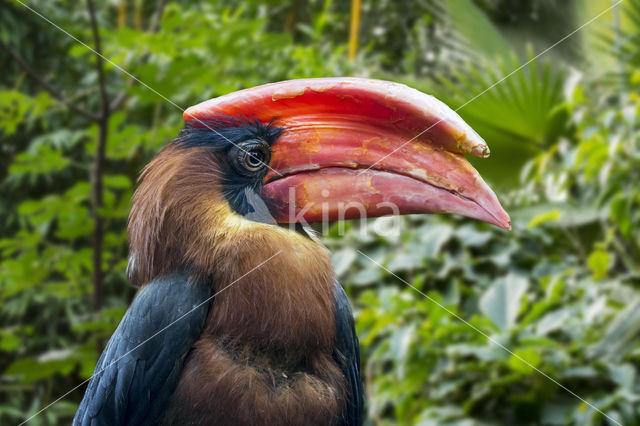 Rosse Neushoornvogel (Buceros hydrocorax)