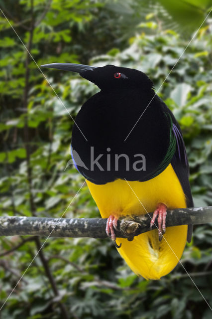 Twelve-wired Bird-of-paradise (Seleucidis melanoleucus)