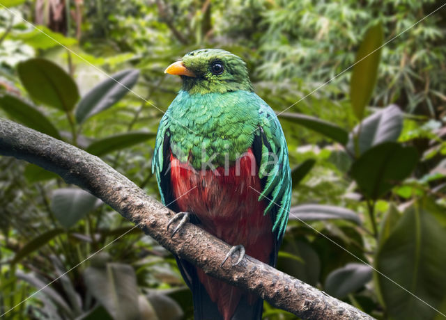 Golden-headed Quetzal (Pharomachrus auriceps)