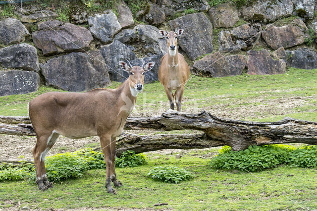 Grote Nijlgau (Boselaphus tragocamelus)