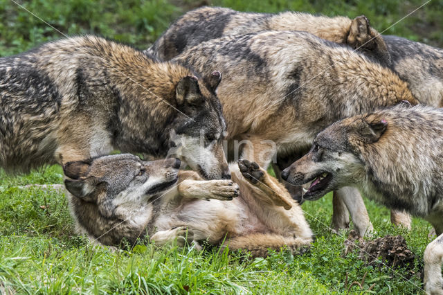 Grey Wolf (Canis lupus)