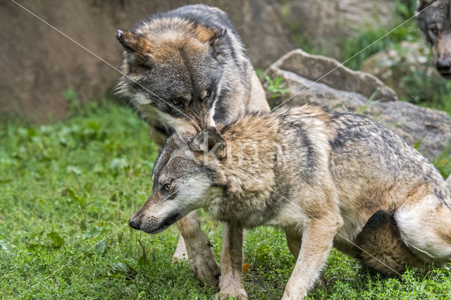 Grey Wolf (Canis lupus)