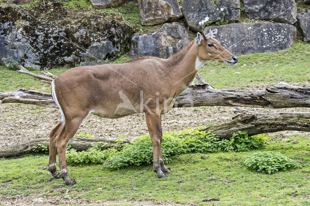 Nilgai (Boselaphus tragocamelus)