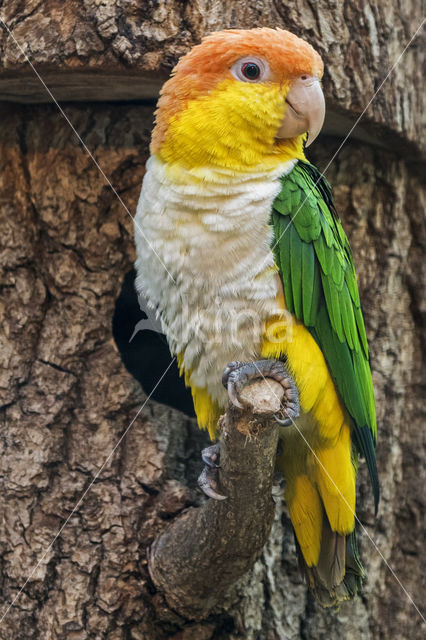 witbuikcaique (Pionites leucogaster leucogaster)