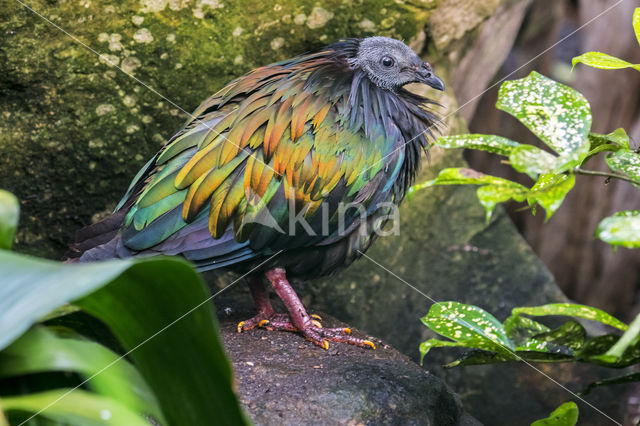 Nicobar Pigeon (Caloenas nicobarica)