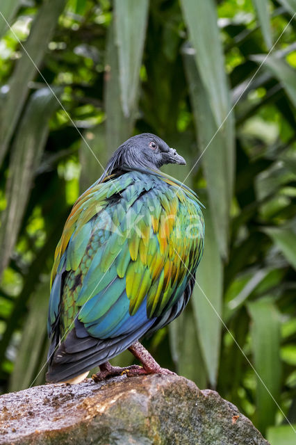 Nicobar Pigeon (Caloenas nicobarica)