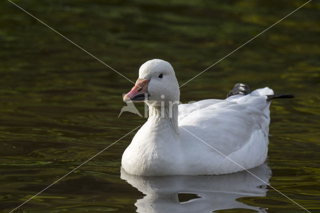 Snowgoose (Anser caerulescens)