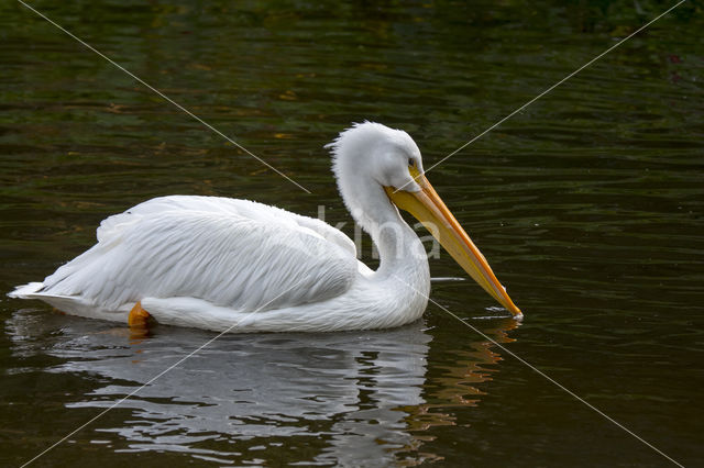 Witte Pelikaan (Pelecanus erythrorhynchos)