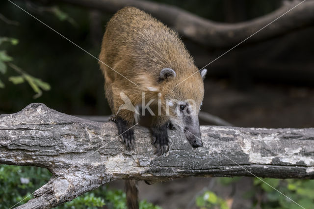 South American coati (Nasua nasua)