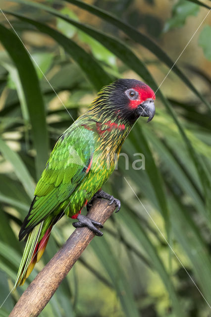 Yellow-streaked Lory (Chalcopsitta sintillata sintillata)