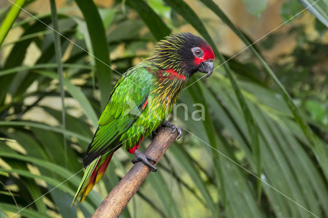 Yellow-streaked Lory (Chalcopsitta sintillata sintillata)