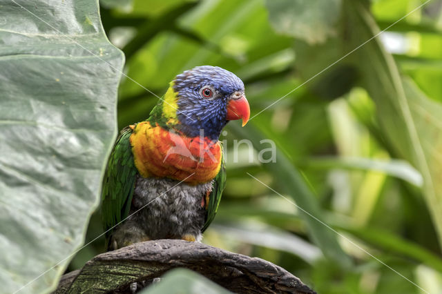 Rainbow lorikeet (Trichoglossus haematodus)