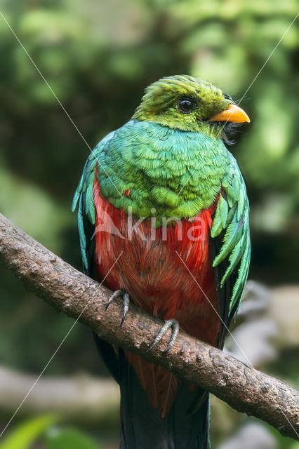 Golden-headed Quetzal (Pharomachrus auriceps)