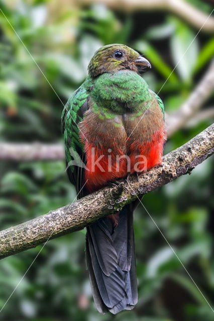 Golden-headed Quetzal (Pharomachrus auriceps)