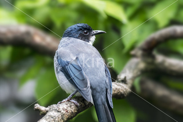 Black-headed Sibia (Heterophasia desgodinsi)