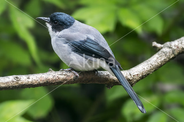 Black-headed Sibia (Heterophasia desgodinsi)