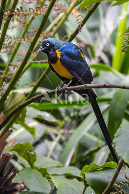 Golden-breasted Starling (Cosmopsarus regius)